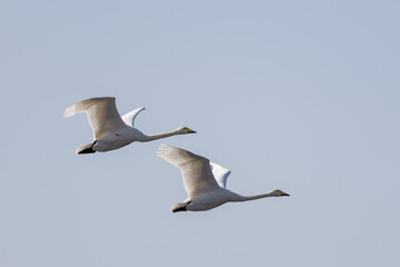 青空を飛翔する白鳥