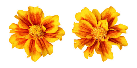 Red yellow marigold flowers isolated on transparent background