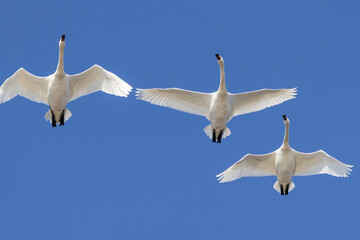 青空を飛翔する白鳥