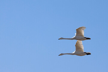 青空を飛翔する白鳥