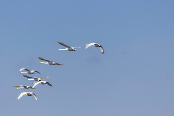 青空を飛翔する白鳥