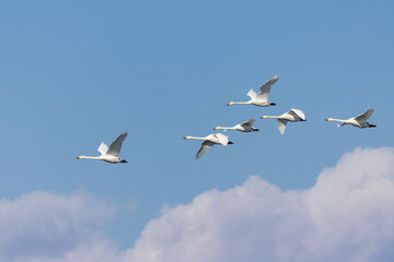 青空を飛翔する白鳥