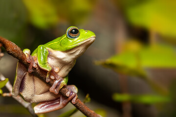Boophis occidentalis, species of endemic beautiful green tree frog in the family Mantellidae....