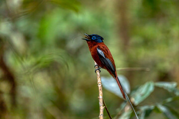 Beautiful bird Malagasy paradise flycatcher (Terpsiphone mutata), Male in rain forest, endemic species of bird in the family Monarchidae. Andasibe-Mantadia National Park, Madagascar wildlife animal.