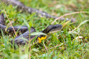 Sanzinia madagascariensis, also known as the Malagasy tree boa or Madagascar tree boa, big non venomous endemic strangler snake. Andasibe-Mantadia National Park. Madagascar wildlife animal.