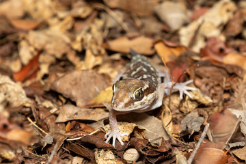 Small Lizard, Ocelot gecko (Paroedura picta) is a crepuscular endemic ground-dwelling gecko found in leaf litter in Madagascar forests, Kirindy Forest, Madagascar wildlife animal