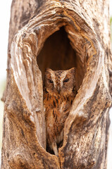 Torotoroka scops owl hidden in a tree hole, (Otus rutilus madagascariensis) is owl in the family Strigidae. It is endemic to the western parts of Madagascar. Kirindy Forest Madagascar wildlife animal