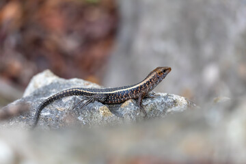 Zonosaurus laticaudatus, the western girdled lizard, is a species of lizard in the family Gerrhosauridae. Endemic lizard in Tsingy De Bemaraha. Madagascar wildlife animal.