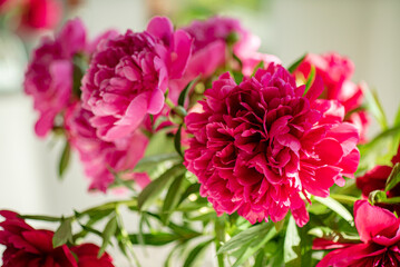 nice peonies in the vase