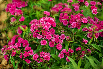 Dianthus Chinensis flowers growing in garden with leaves