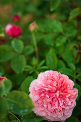 summer roses in the garden