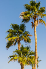 palm tree against the blue sky
