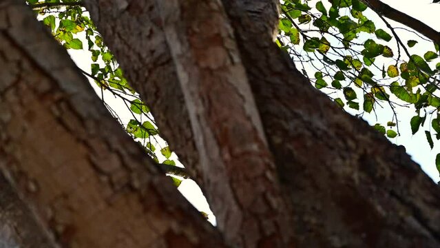 Bodhi tree and Bodhi leaves fall at the ground.