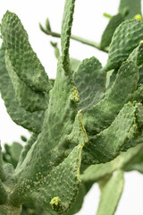 cactus with thorns and flowers