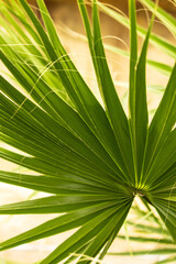 green palm leaves as background