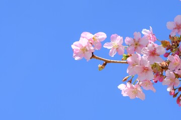 Kawazu Sakura ,cherry blossoms in full blooming