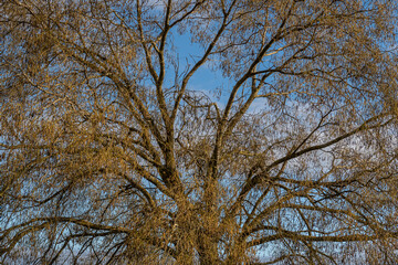 Sophora japonica. Japan acacia covered in drooping seedpods and leafless in winter.