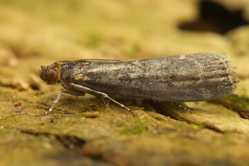 Closeup on the small but rare micro snout moth, Matilella fusca sitting on wood