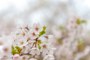 春いっぱい 桜、花びら
