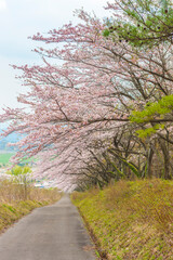 春いっぱい 桜、花びら
