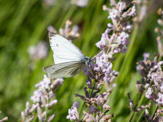 The green-veined white (Pieris napi) with the underside of hindwings pale yellow with the veins highlighted by black scales.
