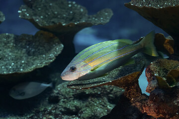 ein Fisch ruht sich auf einem Stein aus