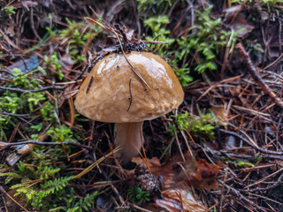 Close-up of the cep, penny bun, porcino or porcini mushroom (boletus edulis) growing in the forest surrounded with green moss. Autumn scenery