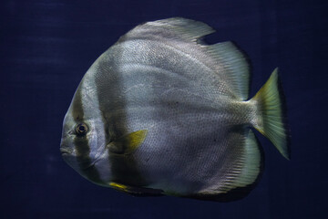 Fledermausfische im Blick des Besuchers 