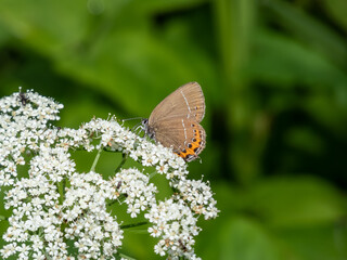 The white-letter hairstreak (Satyrium w-album) with closed wings. The undersides are a light brown with a thin white line. The outer edge of the hindwing has orange border