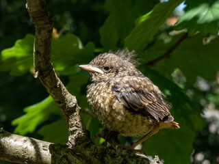 Close-up shot of a common redstart (Phoenicurus phoenicurus), that has left the nest and sitting on a tree branch. Chick sits and waits for food from its parents