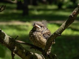 Close-up shot of a common redstart (Phoenicurus phoenicurus), that has left the nest and sitting on a tree branch. Chick sits and waits for food from its parents