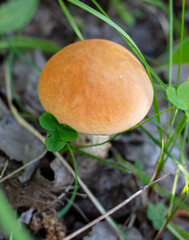 Edible boletus mushroom grows in the grass in the forest.