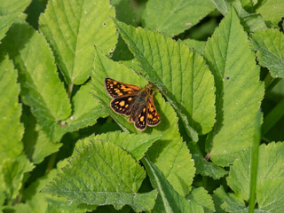 Macro of the chequered skipper or arctic skipper (Carterocephalus palaemon) on plant in summer