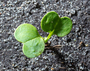Radish sprouts break through the ground in spring.
