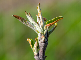 Opening bud with leaves on an apple tree branch.
