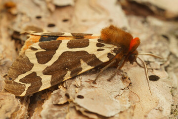 Closeup on beautiful brown, white red patterned Garden tiger moth, Arctia caja