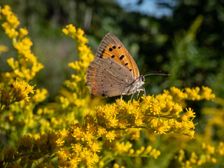 The small or common copper (Lycaena phlaeas) with closed wings from the side on a yellow flower in summer