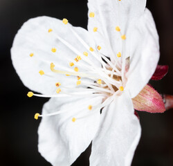 Peach flowers on a black background in spring.