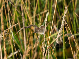 The male of the sooty copper (Lycaena tityrus) black brown with a magnificent metallic green gloss with black spots and with a very thin reddish line before the margin of hindwings