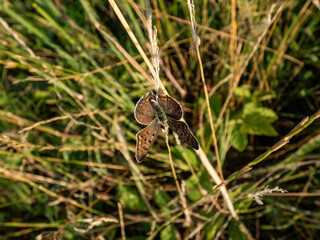 Obraz premium The male of the sooty copper (Lycaena tityrus) black brown with a magnificent metallic green gloss with black spots and with a very thin reddish line before the margin of hindwings