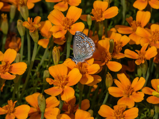 Close-up of the adult Common blue butterfly or European common blue (Polyommatus icarus) on a plant