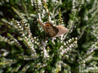 Close-up of the adult female common blue butterfly or European common blue (Polyommatus icarus) with visible underside of wings on a plant