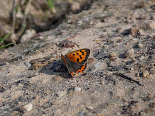 Fototapeta na wymiar The small or common copper (Lycaena phlaeas). The upperside forewings are a bright orange with a dark edge border and eight nine black spots. The hindwings are dark with an orange border
