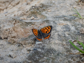 Fototapeta na wymiar The small or common copper (Lycaena phlaeas). The upperside forewings are a bright orange with a dark edge border and eight nine black spots. The hindwings are dark with an orange border