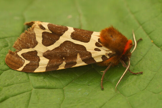 Closeup on beautiful brown, white red patterned Garden tiger moth, Arctia caja