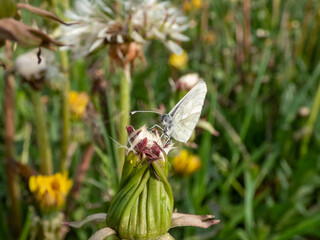 Close-up of the wood white butterfly (Leptidea sinapis / juvernica) on a plant in summer. The butterfly with white wings with grey markings