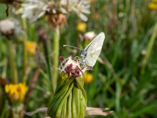 Close-up of the wood white butterfly (Leptidea sinapis / juvernica) on a plant in summer. The butterfly with white wings with grey markings