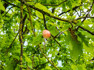 Young gall of gall wasp (Biorhiza pallida) on English oak (Quercus robur). Formed after the wasp lays eggs inside leaf buds and the plant tissues swell as the larvae of the gall wasp develop