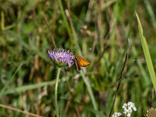 Small Skipper (Thymelicus sylvestris) with orange wings, upper body and the tips of the antennae,...
