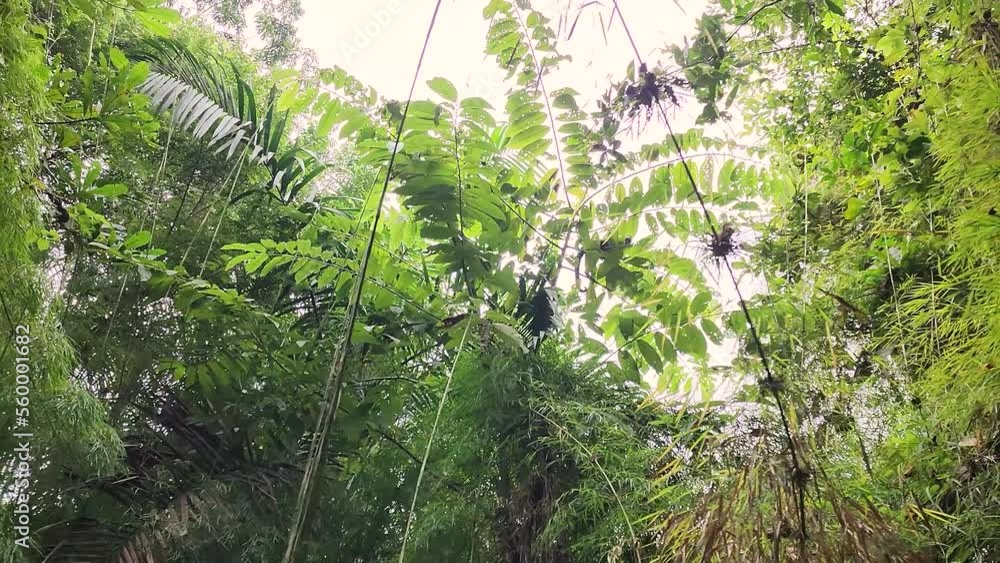 Poster looking up and tracking capuchin monkey jumping from tree branch in tropical jungle